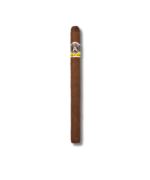 Aladino Corojo - Palmas (20)